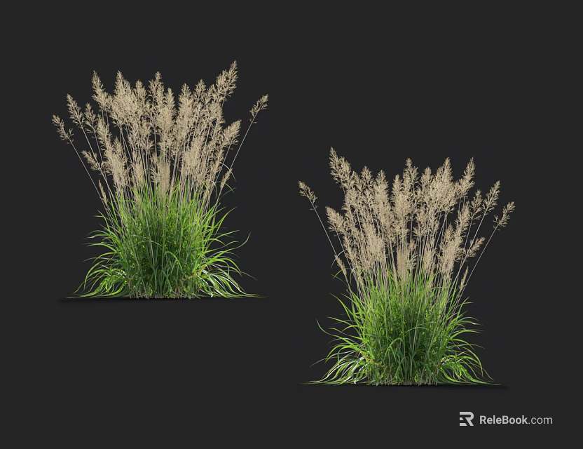 Two Clumps of Ornamental Grass with Green Leaves and White Plumes Isolated on Black Background 3d model 
