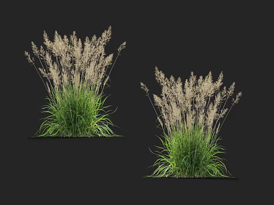 Two Clumps of Ornamental Grass with Green Leaves and White Plumes Isolated on Black Background 3d model