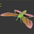 Pink and orange moth with spread wings on dark background detailed vibrant appearance and reflection