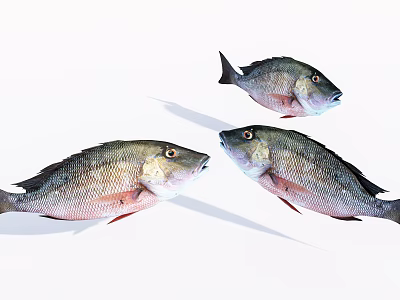Three Fresh Gray Silver Fish With Red Fins On White Background And Natural Features 3d model
