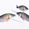 Three Fresh Gray Silver Fish With Red Fins On White Background And Natural Features