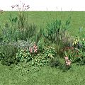 Diverse Aquatic Plants With Lush Greenery And Colorful Flowers In Wetland