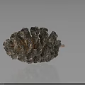 Detailed Natural Pine Cone With Textured Surface On Dark Reflective Background
