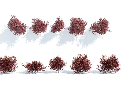 Various Red Leaved Shrubs in Different Sizes and Shapes for Garden Landscaping 3d model