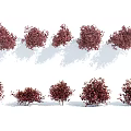 Various Red Leaved Shrubs in Different Sizes and Shapes for Garden Landscaping