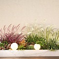 Indoor plant landscaping green plant flower box reed wheat ear plant pile flower border 3d model