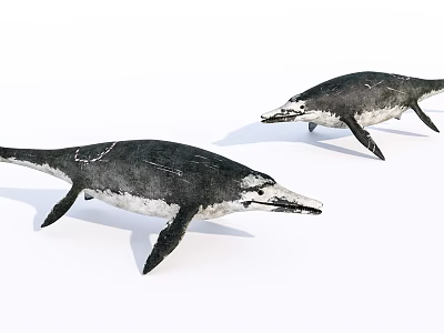 Lifelike Two Black And White Reptile Models With Streamlined Body Design 3d model
