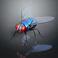 Fly With Red Eyes Blue Body Transparent Wings And Black Legs On Dark Background