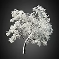 Snow Covered Tree with White Snowy Branches Against Dark Background in Winter Scene