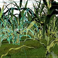 Healthy Corn Crop Growing in Farmland With Tall Green Stalks and Leaves