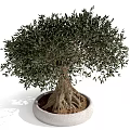 Olive Tree Bonsai Potted Plant With Lush Green Leaves And Exposed Roots In White Pot