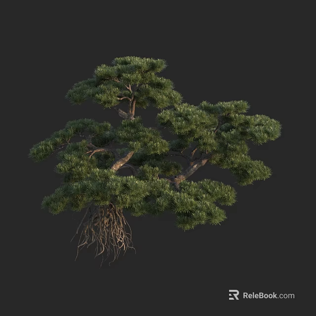 Lush Green Pine Tree with Exposed Roots and Natural Shape in Dark Background 3d model 