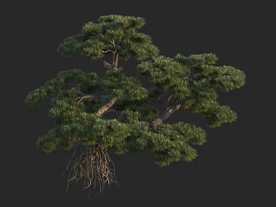 Lush Green Pine Tree with Exposed Roots and Natural Shape in Dark Background 3d model