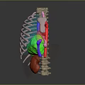 Colorful 3D Anatomical Model Of Limb Organs Featuring Muscles And Skeletal Structures