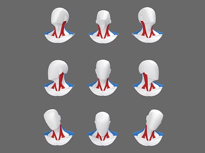 Anatomical Head Organs Showing Neck Structures In Multiple Angles White Models On Gray Background 3d model