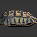 Turtle With Vibrant Blue And Yellow Hexagonal Patterned Shell On Black Background