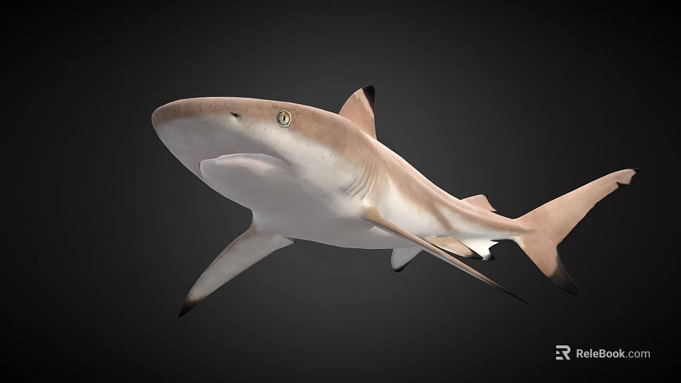 Realistic Shark 3D Model with Detailed Features and Swimming Pose on Black 3d model 