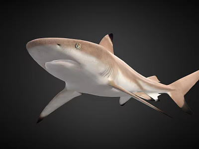 Realistic Shark 3D Model with Detailed Features and Swimming Pose on Black 3d model