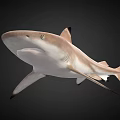 Realistic Shark 3D Model with Detailed Features and Swimming Pose on Black