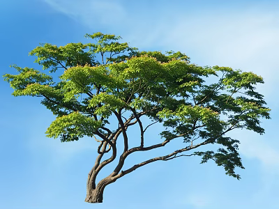 Tall Arbor With Lush Green Leaves And Curved Branches Against Blue Sky 3d model