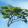 Tall Arbor With Lush Green Leaves And Curved Branches Against Blue Sky