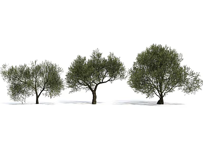 Three Olive Trees Displaying Lush Green Foliage And Natural Growth Shapes 3d model