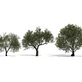 Three Olive Trees Displaying Lush Green Foliage And Natural Growth Shapes