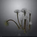 Exotic Plants With Brown Stems And White Fluffy Tops Featuring Green Fine Leaves