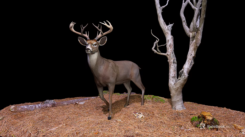 Reptile in Natural Habitat with Dry Grass Stones and Tree Branches 3d model 