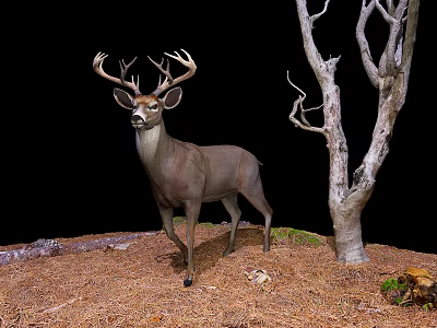 Reptile in Natural Habitat with Dry Grass Stones and Tree Branches 3d model
