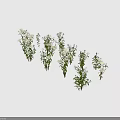 Green Plants With White Flowers In Various Sizes And Different Poses On White Background