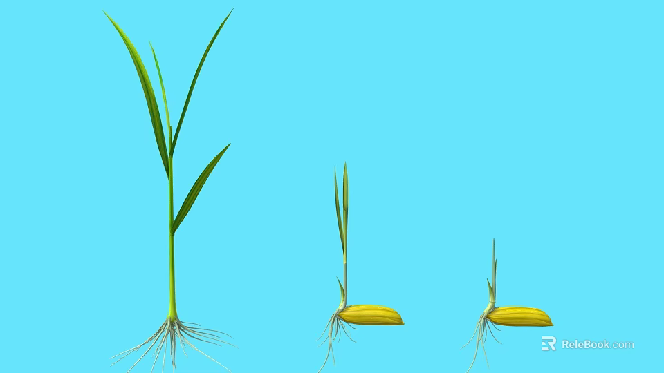 Plant Growth Stages Showing Seed Germination Seedling With Green Leaves White Roots And Blue Background 3d model 