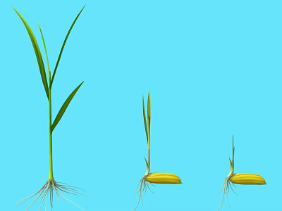 Plant Growth Stages Showing Seed Germination Seedling With Green Leaves White Roots And Blue Background 3d model