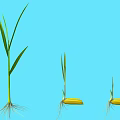 Plant Growth Stages Showing Seed Germination Seedling With Green Leaves White Roots And Blue Background