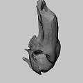 Ancient Animal Skull From Australian National University Archaeology And Digital Humanities