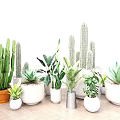 Stylish Indoor Potted Plants Featuring Cacti Succulents in Various Material Pots White Walls Wooden Floors