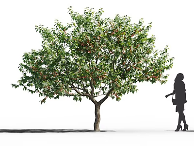 Lush Green Leafy Tree With Red Fruits And Woman Silhouette Standing Nearby 3d model