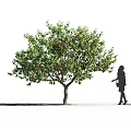 Lush Green Leafy Tree With Red Fruits And Woman Silhouette Standing Nearby