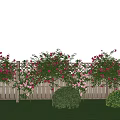 Garden Landscape Featuring Wooden Fence Blooming Rose Bushes Trimmed Shrubs And Green Lawn