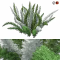 Green and Silver Leaf Shrubs with Lush Foliage for Garden Landscaping Design