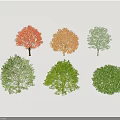 Colorful Trees With Red Orange And Green Foliage In Various Natural Shapes