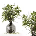 Transparent And Dark Glass Vases With Green Ferns Leaves And Eucalyptus Plants Arrangement