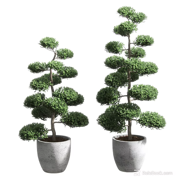 Lush Green Trimmed Bonsai Potted Plants In Concrete Planters With Layered Foliage 3d model 