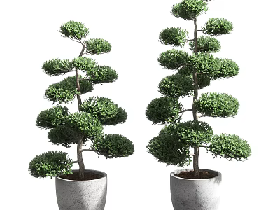 Lush Green Trimmed Bonsai Potted Plants In Concrete Planters With Layered Foliage 3d model