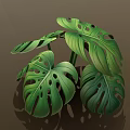 Cartoon Scene of Lush Green Monstera Leaves With Holes and Vibrant Veins