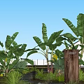 Banana Trees As Main Arborescent Elements In Outdoor Landscape With Greenery And Glass Structures