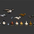 Colorful Bird and Poultry Figurines With Flying and Standing Positions on Black Background
