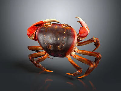 Red Brown Crab With Large Claws On Gray Background Close Up View 3d model