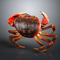 Red Brown Crab With Large Claws On Gray Background Close Up View 3d model