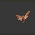 Detailed Brown And Red Moth With Spread Wings On Dark Background 3d model